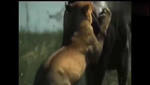 老虎和水牛打架视频,一场震撼的自然力量对决