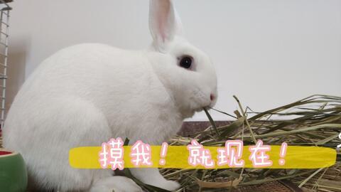 兔子在线视频,趣味互动，轻松学习新技能